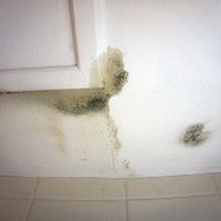 天井のカビだらけは現在進行中です。