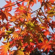 亀岡にある紅葉絶景スポット鍬山神社