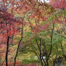 色彩の融合です