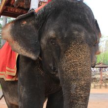 象にのってアプローチ