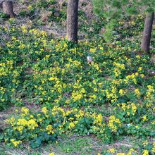 ツワブキの花が咲いていました