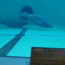 ユマとマヤが水槽にはいます