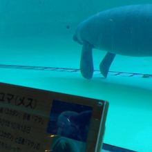 ユマとマヤが水槽にはいます　マヤが母親です