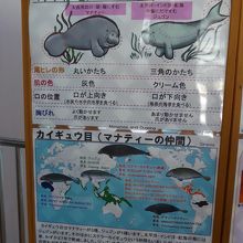 ジュゴンとの違い　尾ひれの形・肌の色・口の位置・胸びれ等