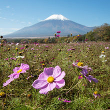 コスモスと富士山のコラボ