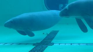 とても愛嬌がありゆったりと泳ぐ姿が見るものを引き込みます