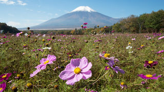 四季折々の花と富士山のコラボが楽しめます