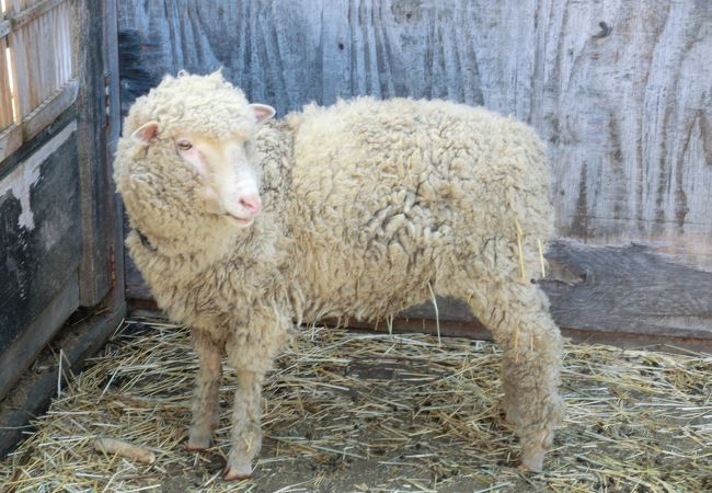 岩瀬牧場 福島県鏡石町 クチコミ アクセス 営業時間 西白河 岩瀬 フォートラベル 岩瀬牧場 福島県鏡石町 クチコミ アクセス 営業時間 西白河 岩瀬 フォートラベル