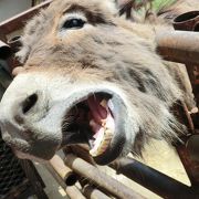 思ったよりかなり楽しめた動物園でした！！