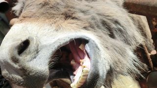 思ったよりかなり楽しめた動物園でした！！