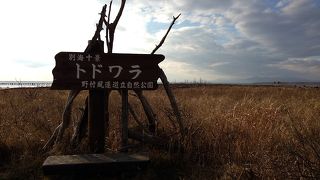 シカが多いが、枯れ木は減った