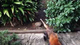 レッサーパンダ