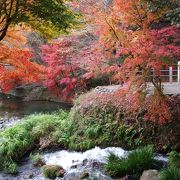 紅葉も美しい水源です