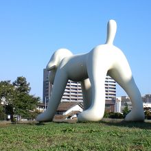 朝日にかがやく白い犬