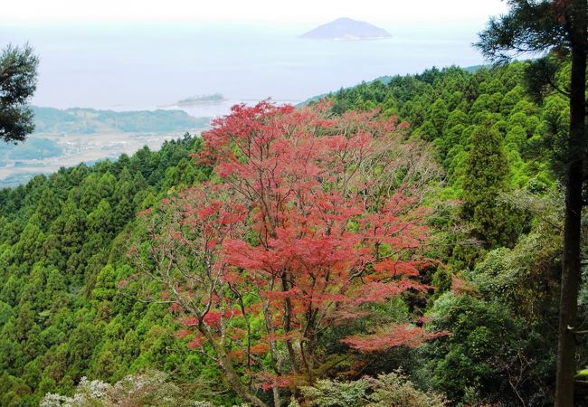 樹齢600年の紅葉です