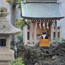 浅間神社祠、猫ちゃんが守り神？