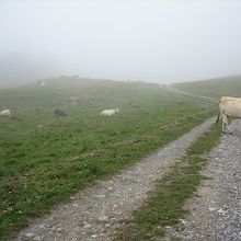 霧の中の牛たち