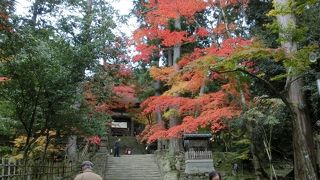 紅葉には１週間速かったが、桜が咲いている