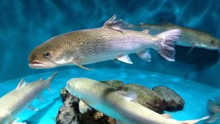 アクアトトぎふに行ってきました