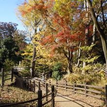 楓と銀杏が見事なコントラストを出して嬉しい 