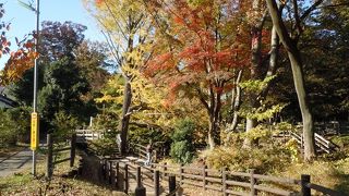 秋の日差しを浴びながら往く玉川上水は一橋学園南辺りが最高だ