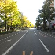 秋の横浜山下公園通り