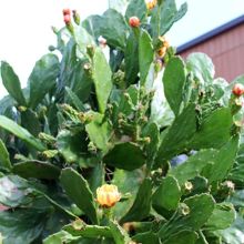 長楽寺境内に咲くサボテンの花