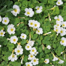 長楽寺に咲く花