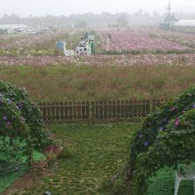 展望台から見た霧の中のコスモス　中央にはカカシが見える