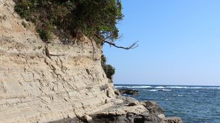 小さな貝殻がとれます。