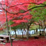 中伊豆の紅葉が綺麗な庭園を有する会館