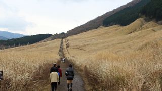 ちょっと遅すぎたススキ・仙石原高原