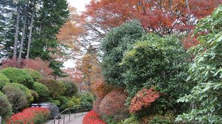 モミジが主の紅葉が楽しめる箱根強羅公園