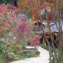 中庭の紅葉が綺麗