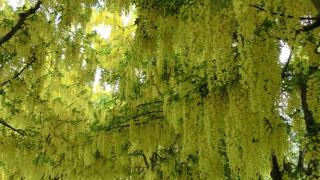 ラバーナムが目的で行ってきました。