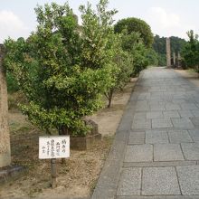 自転車の方はこちらが入り口！
