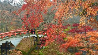 紅葉シーズンは最高！