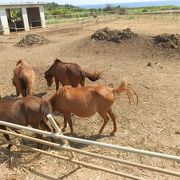 疾走する宮古馬。