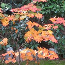 一部色づいて。