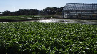 見渡す限りの畑