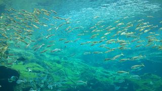 くらげに癒されます