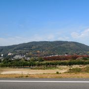 淀川河川公園・背割堤地区の桜並木が終わる先