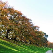 淀川河川公園背割堤地区の桜並木の桜紅葉