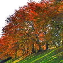 淀川河川公園背割堤地区の桜並木のサクラモミジ