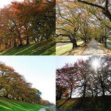 八幡背割堤公園