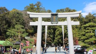 紅葉と杉の巨木がマッチング