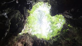 素敵な写真が撮れるウィルソン株