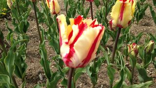 ちゅーりっぷアイス