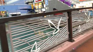 大きな鯉がたくさん泳いでます