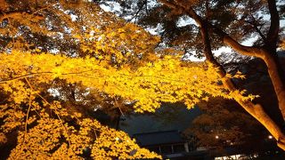 愛知で一番有名な紅葉スポット、ライトアップが素敵でした